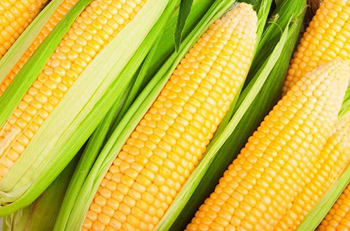 现代营养学证实，玉米、小米、红薯、南瓜之类入脾经的黄色食物，具有益气健脾作用，以主食的形式提供人体所需要的大部分营养物质、碳水化合物、蛋白质和热量。所以，气虚、脾虚者应多选黄色食物。