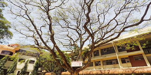 西利曼大学是由美国教育管理机构于1901年创办的私立贵族大学。西利曼大学是全球颇负盛名的学府，2014年被列为“世界50个最美丽大学校园”之一，学校一面临海，一面临城，是当地最主要的旅游景点之一。