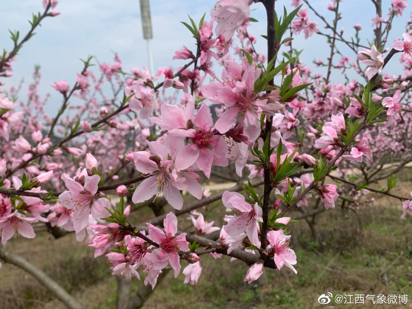 江西3月温暖如夏 朵朵桃花盛开景色宜人_卓博教育网