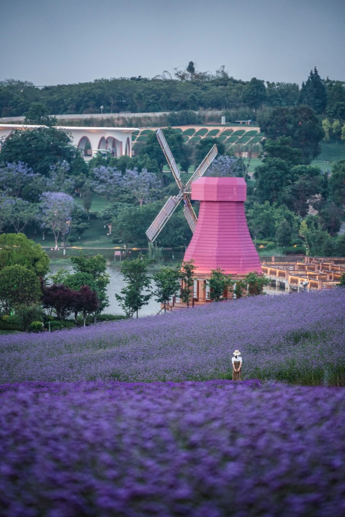 东风韵景区国内很多景区总是把紫色花海宣传成薰衣草花海,这也是让我